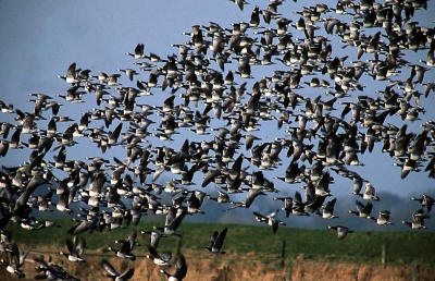 Foto: Eine Schar Kanadagänse fliegt auf. Alljährlich im Herbst sieht man hier in der Marsch viele Zugvögel. Quelle: Gut Hörne